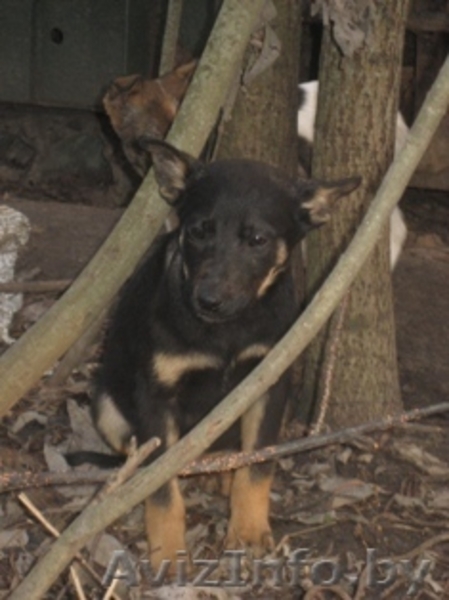 Щенки ищут дом,спасите их жизнь! - Изображение #1, Объявление #110558