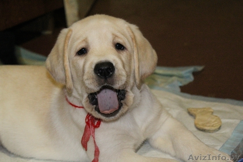 Перспективные щенки лабрадора  от Чемпионов!!!! - Изображение #2, Объявление #120599