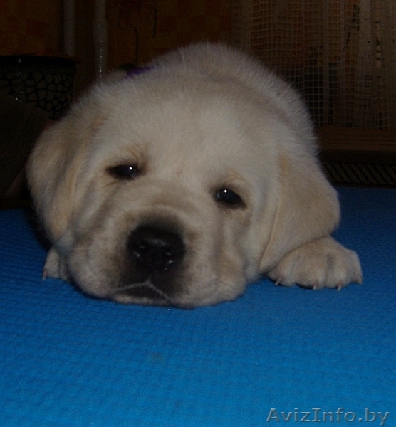 Перспективные щенки лабрадора  от Чемпионов!!!! - Изображение #4, Объявление #120599