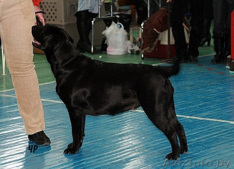 Перспективные щенки лабрадора  от Чемпионов!!!! - Изображение #3, Объявление #120599