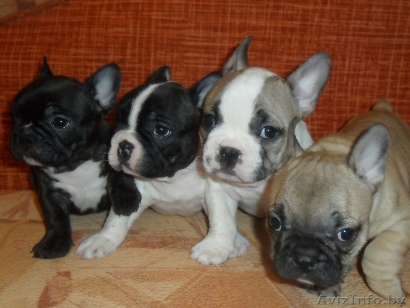 Красивые и классные щенки французского бульдога - Изображение #2, Объявление #133286