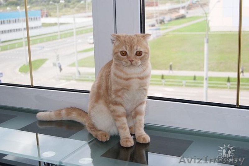 Шотландская вислоухая - Изображение #2, Объявление #152149