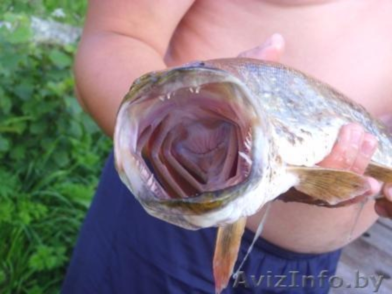 Сдаю жилой дом в Витебской обл. - Изображение #10, Объявление #15887