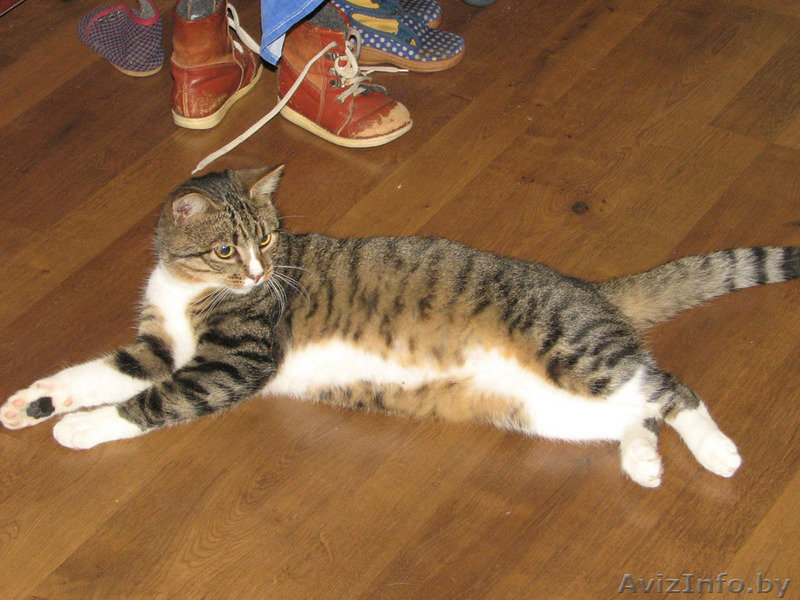 Отдадим в хорошие руки замечательного молодого кота - Изображение #1, Объявление #205547