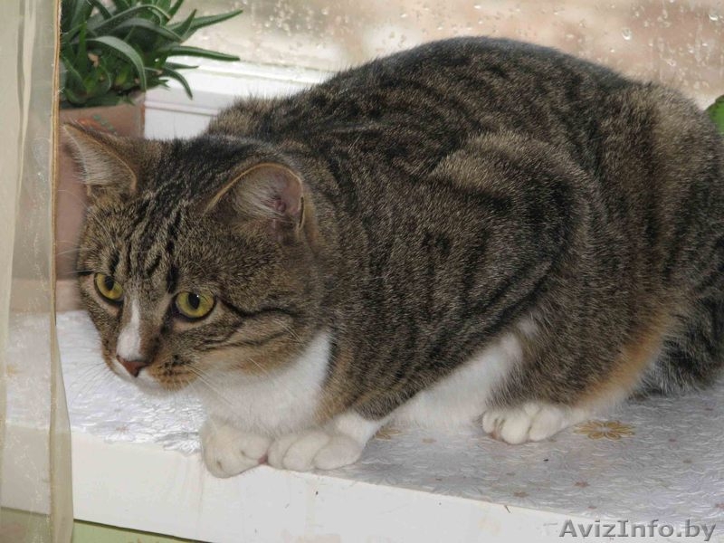 Отдадим в хорошие руки замечательного молодого кота - Изображение #2, Объявление #205547