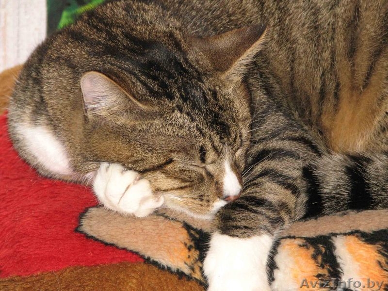 Отдадим в хорошие руки замечательного молодого кота - Изображение #3, Объявление #205547