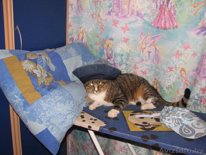 Отдадим в хорошие руки замечательного молодого кота - Изображение #5, Объявление #205547