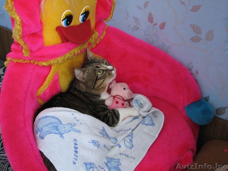 Отдадим в хорошие руки замечательного молодого кота - Изображение #4, Объявление #205547