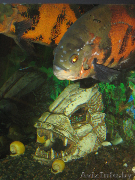 Продам астронотусов - Изображение #2, Объявление #205344