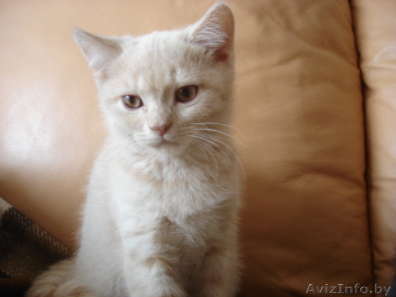 котенок скоттиш страйт - Изображение #3, Объявление #234891