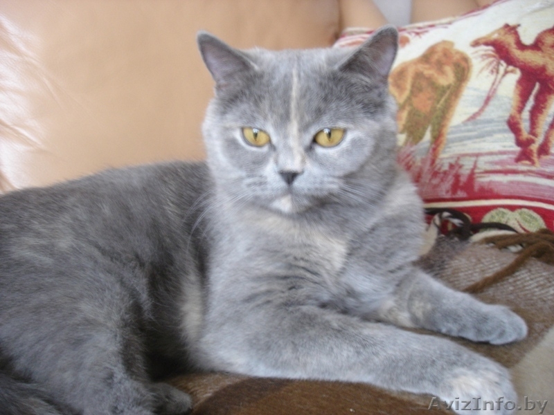 котенок скоттиш страйт - Изображение #2, Объявление #234891