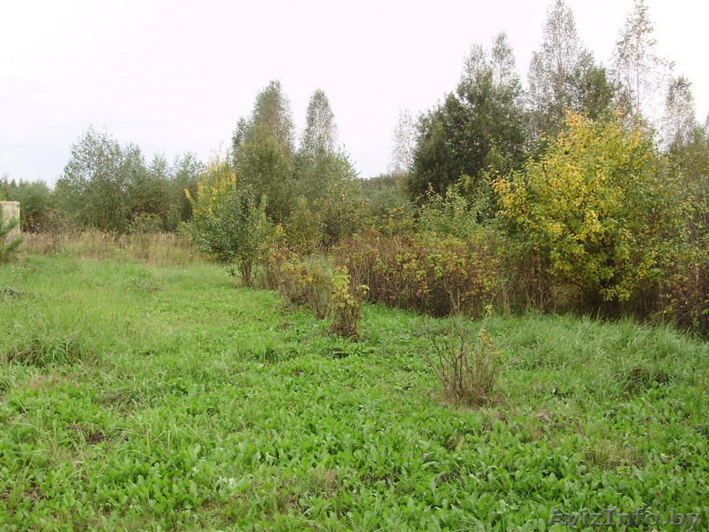 Продам участок в Лосвидо с домиком, до озера 1,2 км до остановки автбуса 10 мин  - Изображение #3, Объявление #217265