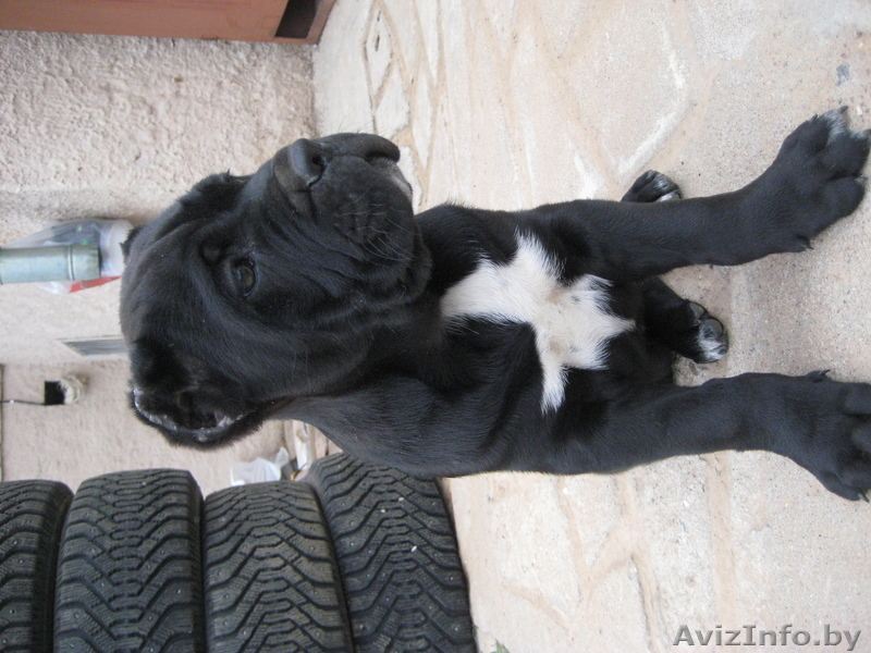 КАНЕ КОРСО ЩЕНКИ  ОТ ЛУЧШИХ ПРОИЗВОДИТЕЛЕЙ. - Изображение #1, Объявление #252883