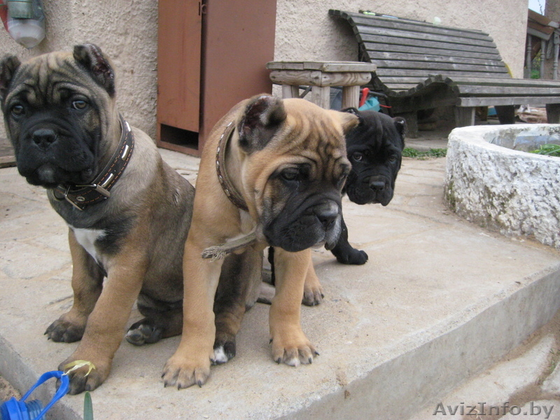 КАНЕ КОРСО ЩЕНКИ  ОТ ЛУЧШИХ ПРОИЗВОДИТЕЛЕЙ. - Изображение #2, Объявление #252883