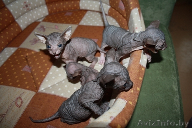 Котята Донского сфинкса - Изображение #2, Объявление #255350