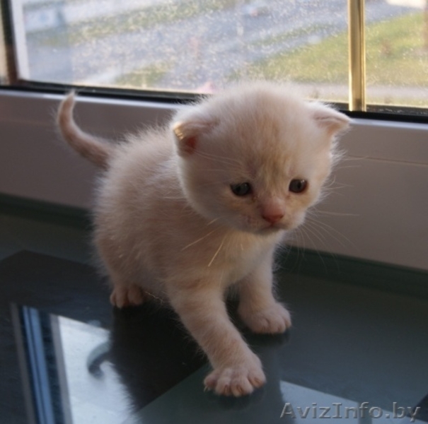 шотландские котята вислоухие и страйты - Изображение #3, Объявление #301052