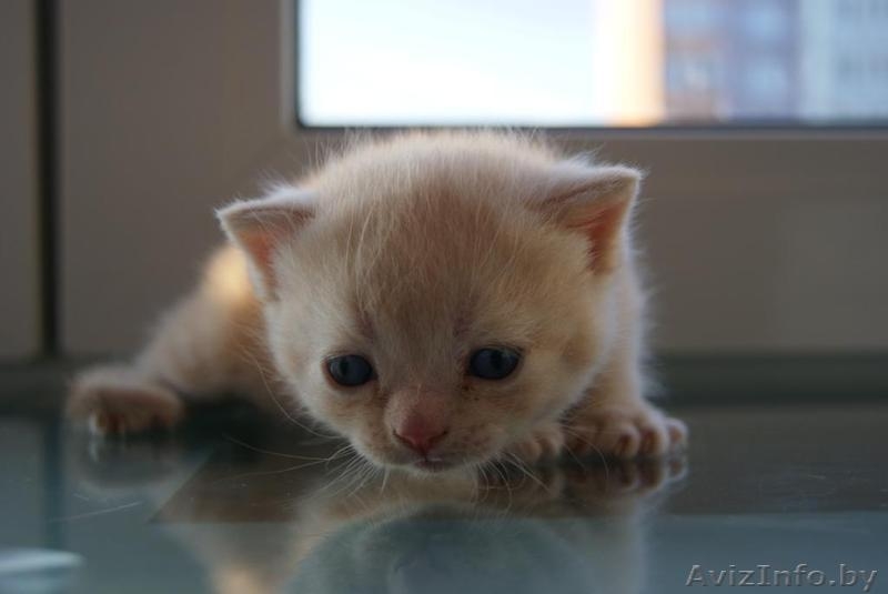 шотландские котята вислоухие и страйты - Изображение #5, Объявление #301052