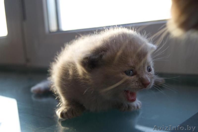 шотландские котята вислоухие и страйты - Изображение #6, Объявление #301052