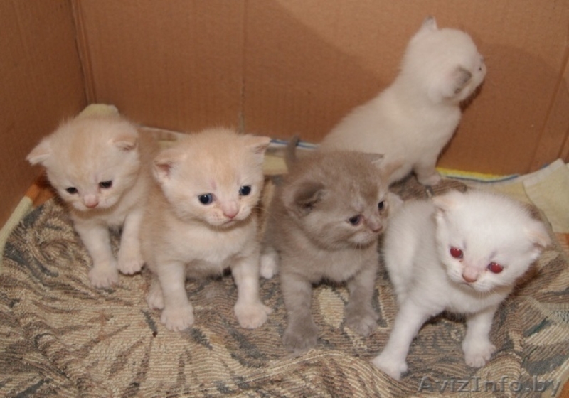 шотландские котята вислоухие и страйты - Изображение #1, Объявление #301052