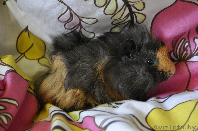 Морские свинки (метисы ангорской и розетчатой породы) - Изображение #2, Объявление #291119