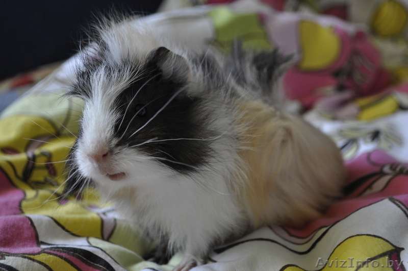 Морские свинки (метисы ангорской и розетчатой породы) - Изображение #1, Объявление #291119