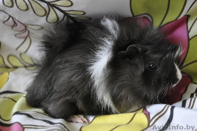 Морские свинки (метисы ангорской и розетчатой породы) - Изображение #3, Объявление #291119