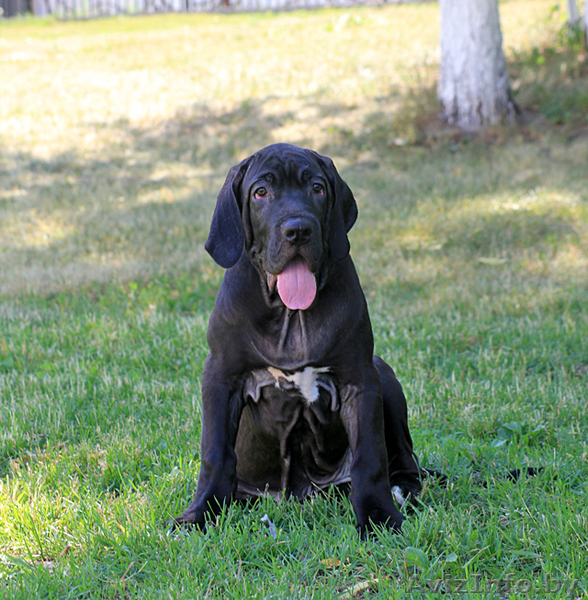 Щенки Фила Бразилейро - Изображение #1, Объявление #310810