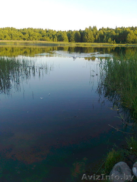 ПРОДАМ УЧАСТОК В ДЕРЕВНЕ В ВИТЕБСКОМ НАПРАВЛЕНИИ - Изображение #9, Объявление #313284