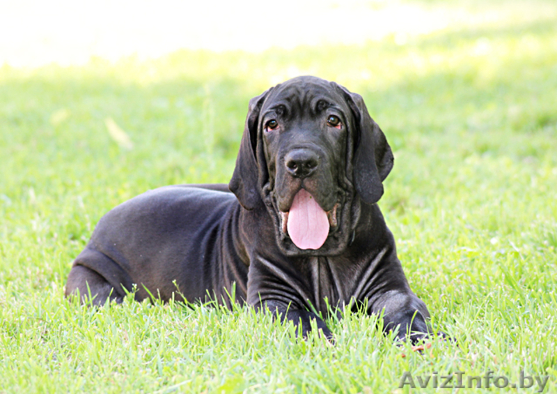 Щенки Фила Бразилейро - Изображение #2, Объявление #310810