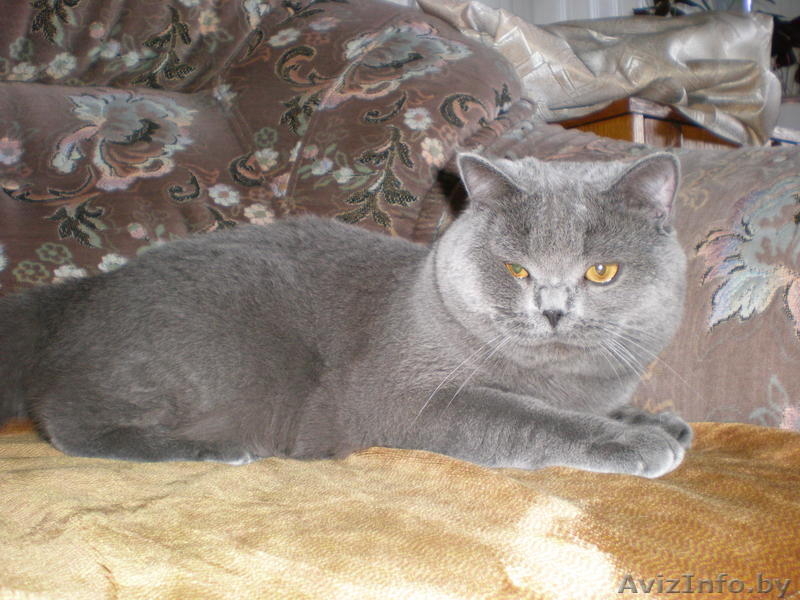 Британский кот приглашает кошечку на вязку - Изображение #2, Объявление #334798