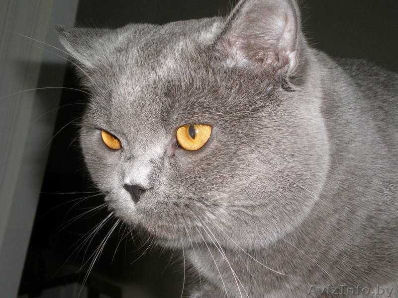 Британский кот приглашает кошечку на вязку - Изображение #3, Объявление #334798