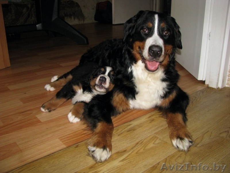 Щенки бернского зенненхунда от элитных родителей - Изображение #1, Объявление #341503