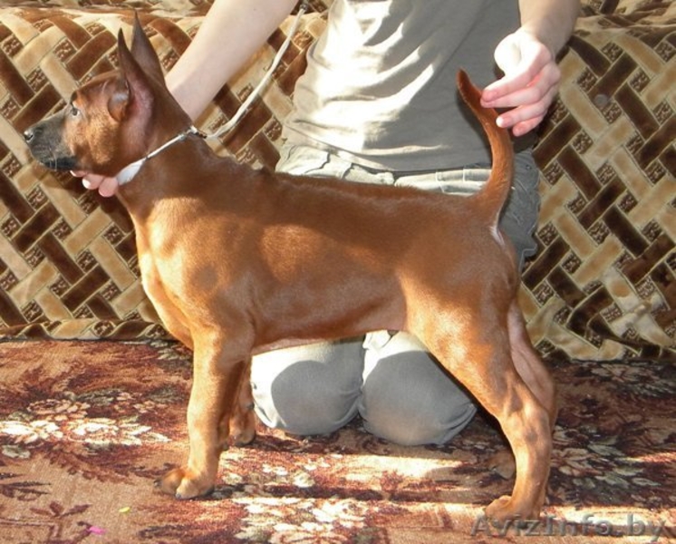 Продам Щенков Тайский Риджбек  - Изображение #3, Объявление #546089