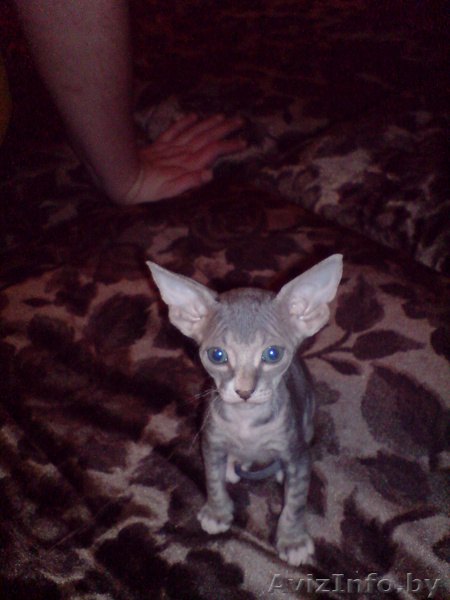 Котята породы донской сфинкс - Изображение #1, Объявление #571970