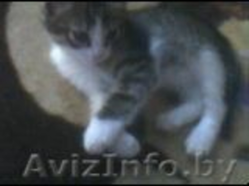 Дарю котят бесплатно - Изображение #1, Объявление #593920