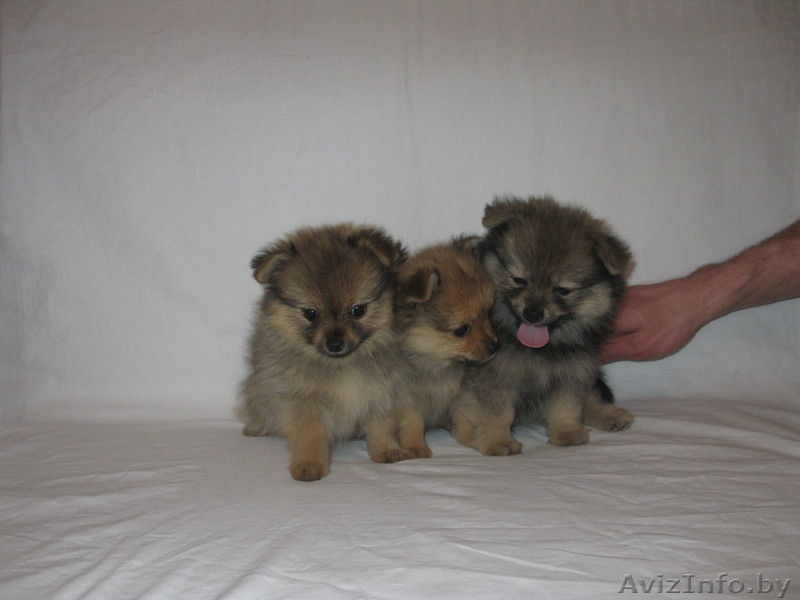 Продам щенков шпица - Изображение #2, Объявление #628059