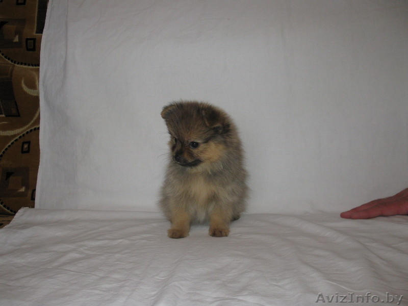 Продам щенков шпица - Изображение #1, Объявление #628059