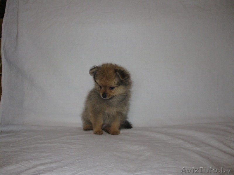 Продам щенков шпица - Изображение #4, Объявление #628059