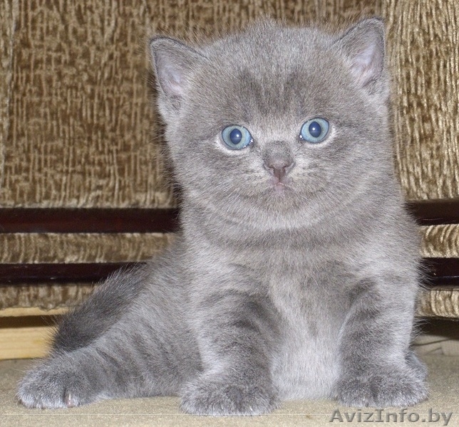 шотландские котята /скоттиш страйт и скоттиш фолд - Изображение #2, Объявление #657513