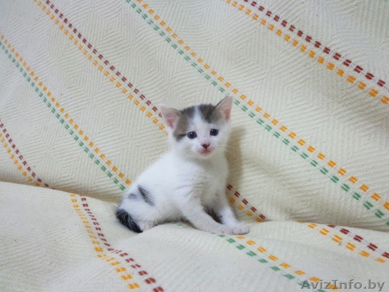 Дарю милых, Котят! - Изображение #4, Объявление #682190