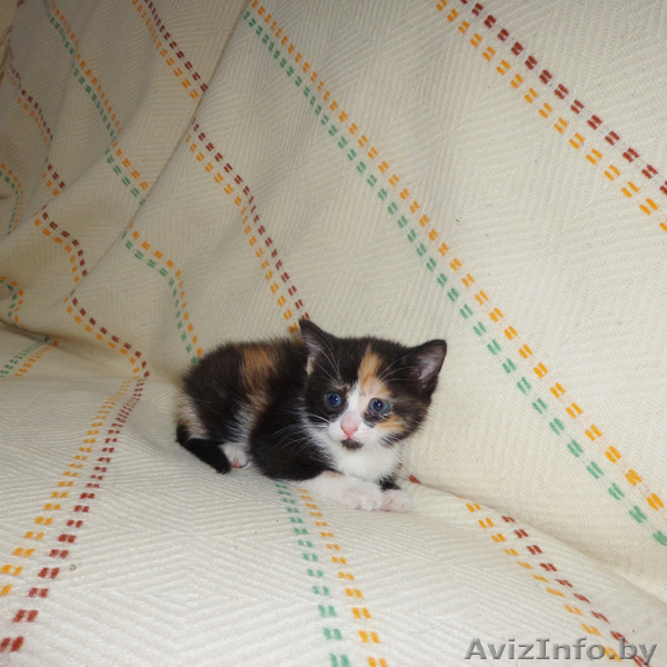 Дарю милых, Котят! - Изображение #5, Объявление #682190