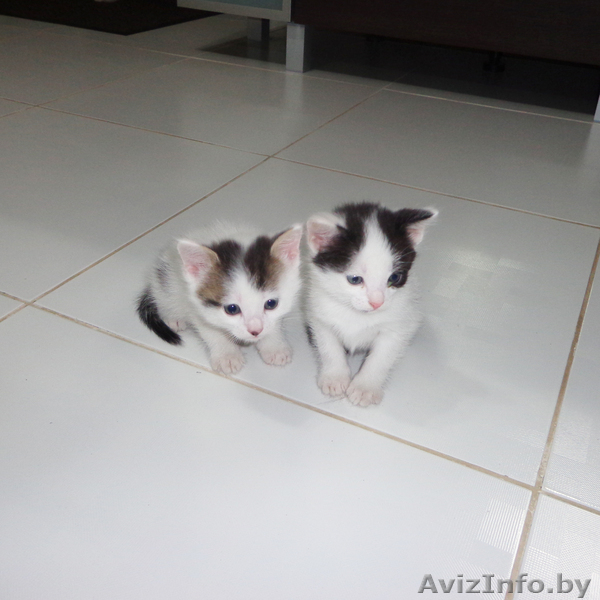 Дарю милых, Котят! - Изображение #3, Объявление #682190