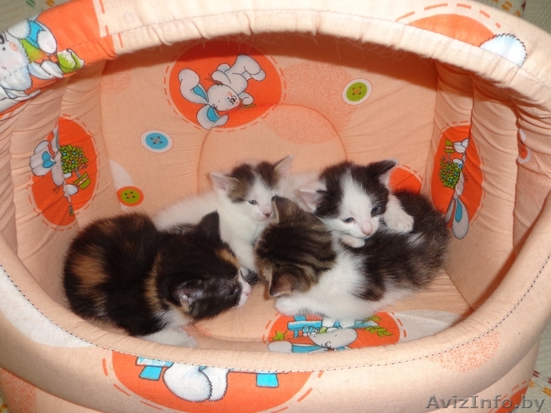 Дарю милых, Котят! - Изображение #1, Объявление #682190