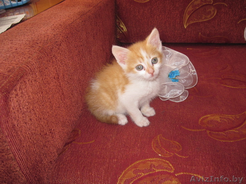 котик ждет доброго хозяина - Изображение #3, Объявление #670017