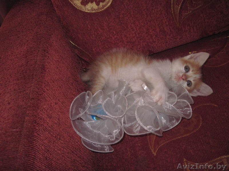 котик ждет доброго хозяина - Изображение #2, Объявление #670017