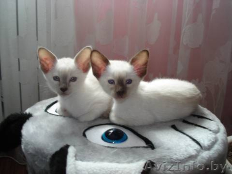 Сиамская кошечка - Изображение #2, Объявление #715384