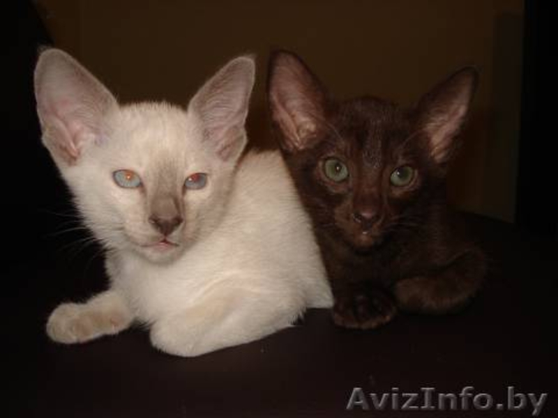 Сиамская кошечка - Изображение #1, Объявление #715384