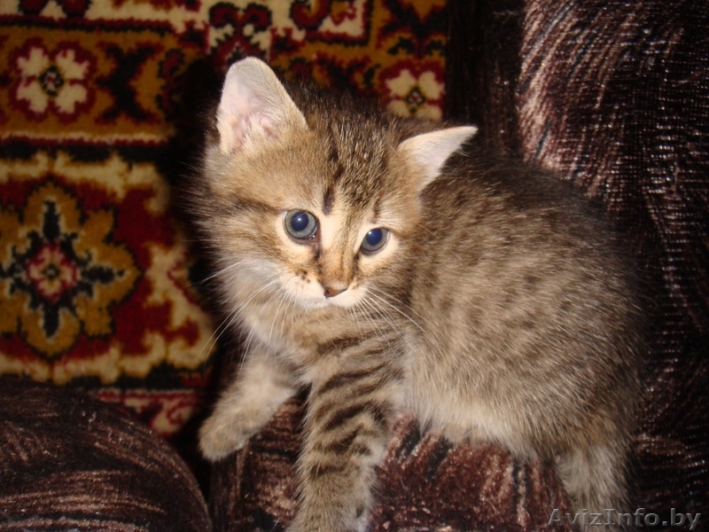 Дарю симпатичных, умных, ласковых котят - Изображение #3, Объявление #705995