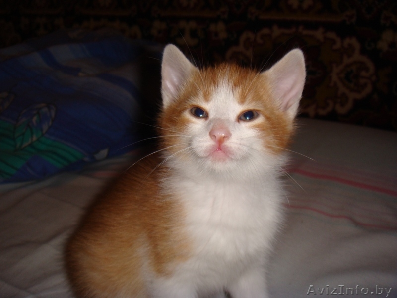 Дарю симпатичных, умных, ласковых котят - Изображение #4, Объявление #705995