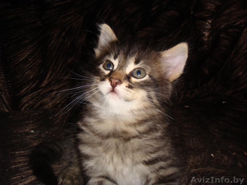 Дарю симпатичных, умных, ласковых котят - Изображение #5, Объявление #705995